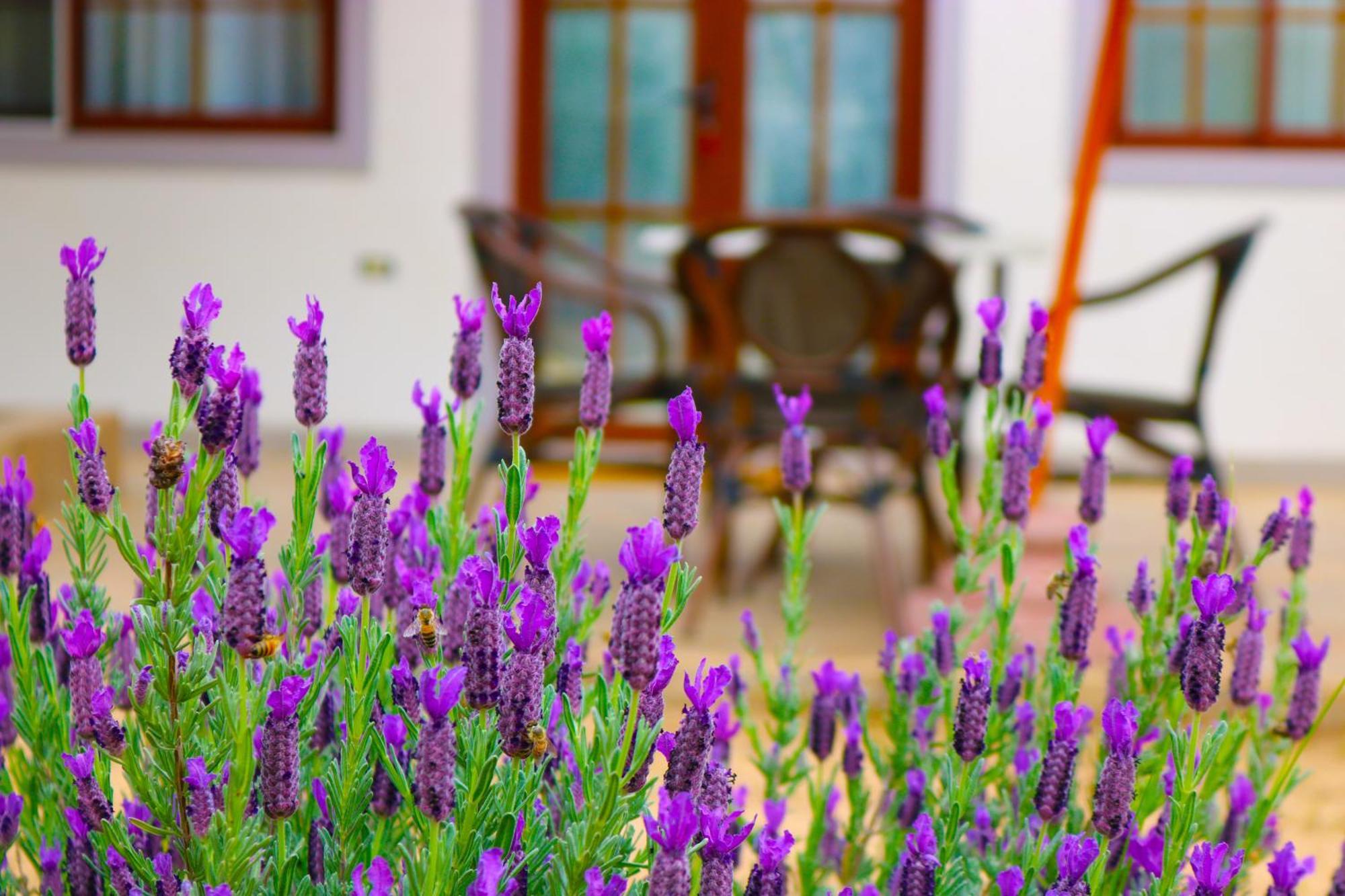 Hotel Boutique Solaz Bella Vista De Colchagua Santa Cruz Exteriér fotografie